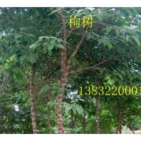 供河北枸樹