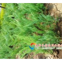 供應側柏苗，扁柏苗,側柏,扁柏，嫁接龍柏用苗。