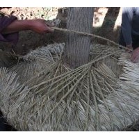 常年出售國槐、法桐、合歡、臭椿、白蠟、欒樹