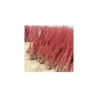 供20-30瓜子黃楊 3-8分支紫荊