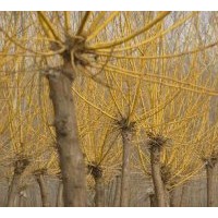 供(高）矮接、金葉槐、金枝槐、金葉榆、底接金葉榆、龍爪槐