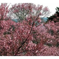 基地?zé)徜N日本櫻花