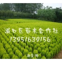 供雪松，香樟，紫薇，廣玉蘭等
