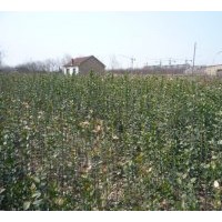 大量供應(yīng)側(cè)柏、北海道黃楊