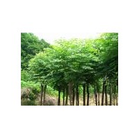 供應(yīng)河北柳樹 火炬樹