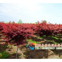 供應(yīng)紅楓，美國紅楓，日本紅楓，嫁接紅楓，五角楓 ，三角楓