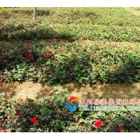 供應(yīng)薔薇苗，月季苗，品種月季苗 檜柏苗 蜀檜苗