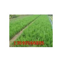 供應(yīng)側(cè)柏，20-50公分側(cè)柏價(jià)格，山西側(cè)柏基地
