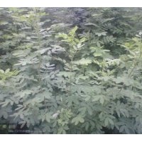 雙夾槐小苗急售！