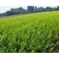 大量供應(yīng)金葉女貞，紅花繼木，灑金珊瑚，夾竹桃