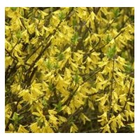 花灌木東北連翹供應(yīng)信息