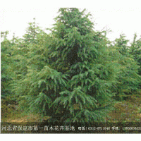 優(yōu)質(zhì)苗木雪松低價熱銷中