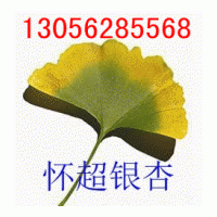 供應(yīng)銀杏樹