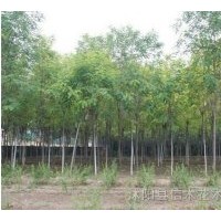 出售香花槐