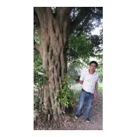 長(zhǎng)期供應(yīng)各種規(guī)格八月桂，四季桂、丹桂 章樹 垂柳 鴨腳木 夾竹桃
