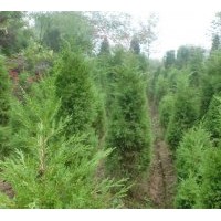 本苗圃常年供應(yīng)蜀檜，龍柏，紅葉石楠，紫薇