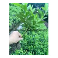 農(nóng)戶價大量供應(yīng)：杜鵑；紅花繼木 茶梅 金森女貞，小葉女貞，金邊