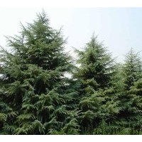 長期供應(yīng)雪松、蜀檜、廣玉蘭、樸樹、桂花等近百個(gè)品種