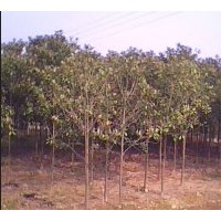 供應5-15公分廣玉蘭