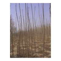 低價大量出售;火炬，垂柳，黃皮柳，速生柳，饅頭柳，國槐