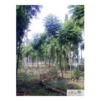 成都藍(lán)花楹工程苗木供應(yīng)