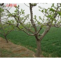 供應(yīng)各種綠化苗木：金葉女貞、紅葉小檗、大小葉黃楊、小葉女貞