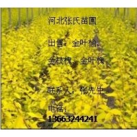 供金葉榆