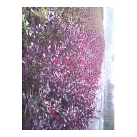 出售紅葉石楠 桂花 香樟 羅漢松 馬褂木 香泡等