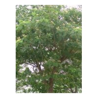 常年銷售欒樹 合歡 銀杏 雪松 意楊