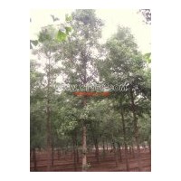 大量供應(yīng)銀杏樹苗，絕對現(xiàn)貨，歡迎咨詢洽談！