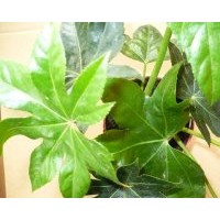 供應(yīng)八月桂 廣玉蘭 紅葉李 木芙蓉 銀杏 小葉香樟