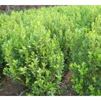 大量供應優(yōu)質(zhì)苗木小葉黃楊