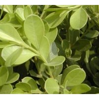 供應小葉黃楊 瓜子黃楊 豆瓣黃楊 苗圃苗