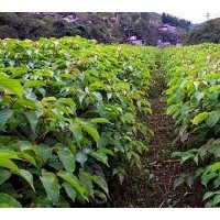 供應(yīng)成都三葉樹(shù)米徑10公分