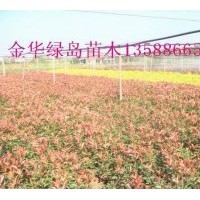 出售紅葉石楠