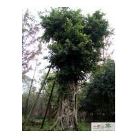 供應(yīng)高山榕 重慶榕樹(shù)