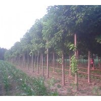 供應(yīng)；楸樹(shù)、欒樹(shù)、合歡、國(guó)槐、大葉女貞、法桐、青桐
