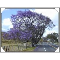 供應(yīng)藍花楹