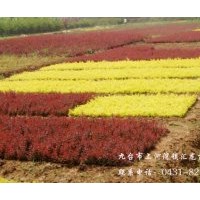 出售鉆石海棠