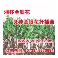 大量供應(yīng)良種金銀花扦插苗——樹形金銀花苗、木本金銀花苗