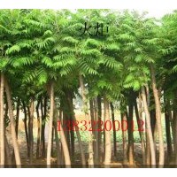 出售 火炬，千頭椿，欒樹(shù)，五角楓等