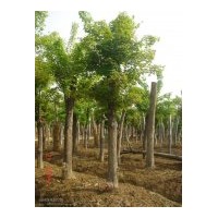 供應山茱萸3到35公分 低價銷售白玉蘭種子大量
