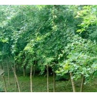 供應(yīng)湖北枸骨 紅果冬青 大葉女貞 刺冬青 榔榆