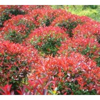 供應(yīng)紅葉石楠、紅葉石楠球