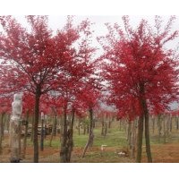 供應(yīng)紅楓 樹高2—4米