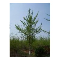 供應(yīng)1-100公分銀杏