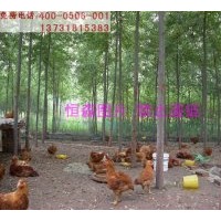 批量供應(yīng)美國(guó)竹柳、速生竹柳、竹柳3號(hào) 大苗，高度3-5米，當(dāng)年生