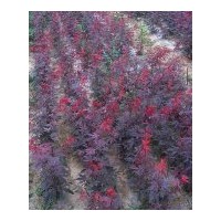 供應(yīng)歐洲紅楓，彩葉植物，庭院植物