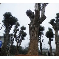供應(yīng)湖南骨架香樟樹*多桿香樟樹