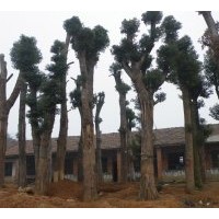 供應(yīng)移栽香樟大樹‖移栽香樟小樹